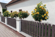 Realizace zahrad - Venkovská předzahrádka